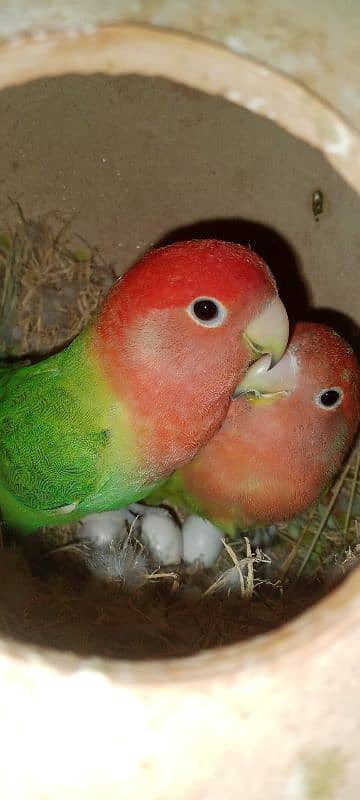 adult lovebirds parsnata albino opline mix quality love birds. 13