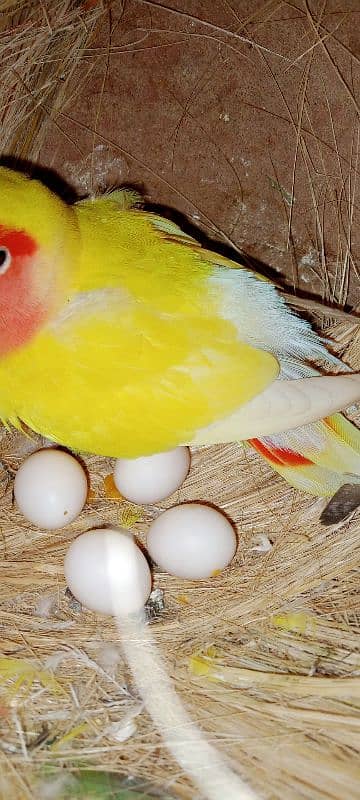 adult lovebirds parsnata albino opline mix quality love birds. 14