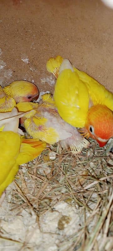 adult lovebirds parsnata albino opline mix quality love birds. 15