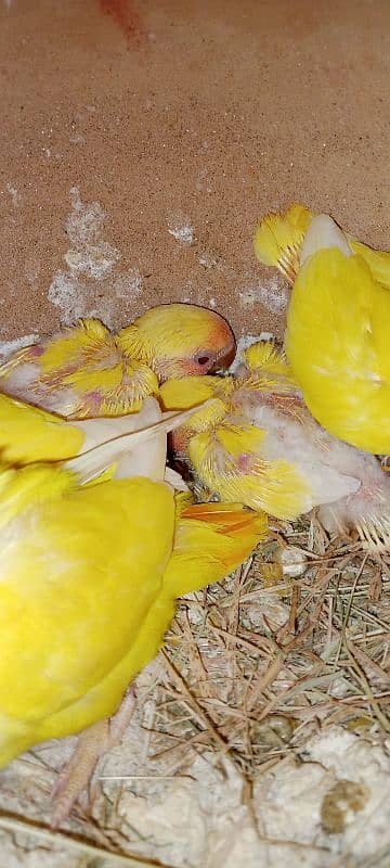 adult lovebirds parsnata albino opline mix quality love birds. 16