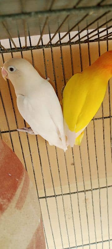 adult lovebirds parsnata albino opline mix quality love birds. 17