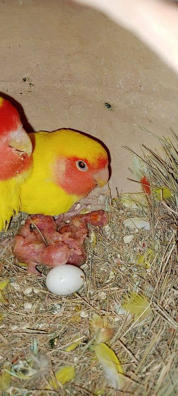 adult lovebirds parsnata albino opline mix quality love birds. 18