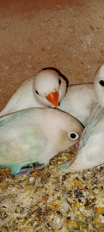 adult lovebirds parsnata albino opline mix quality love birds. 19