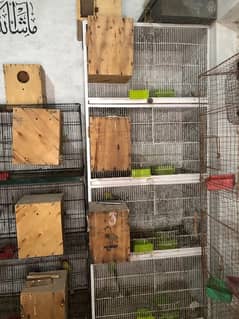 Love birds complete breeding setup 50 plus breeder birds cages boxes