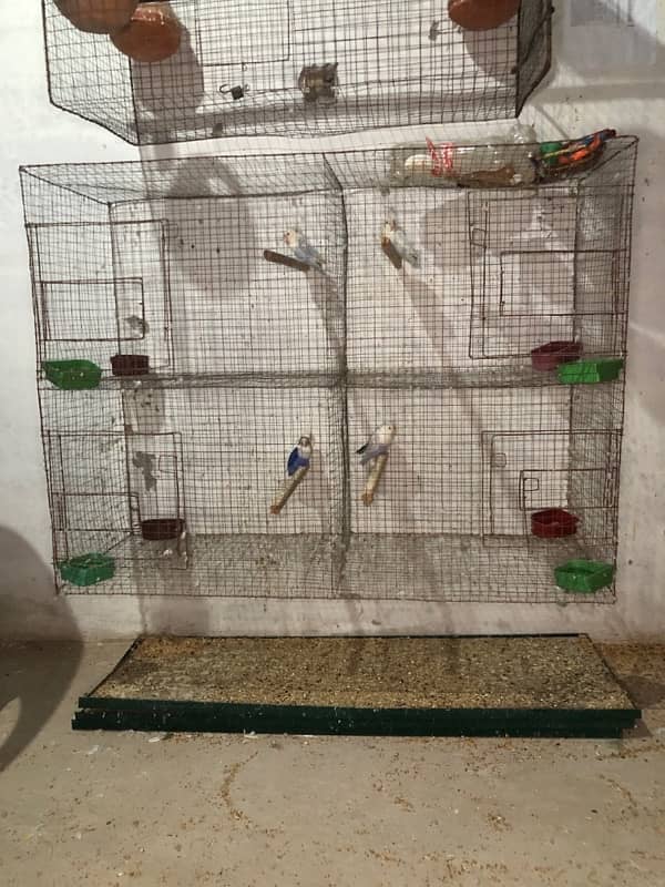 Love birds complete breeding setup 50 plus breeder birds cages boxes 5