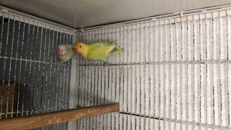 Love birds complete breeding setup 50 plus breeder birds cages boxes 7