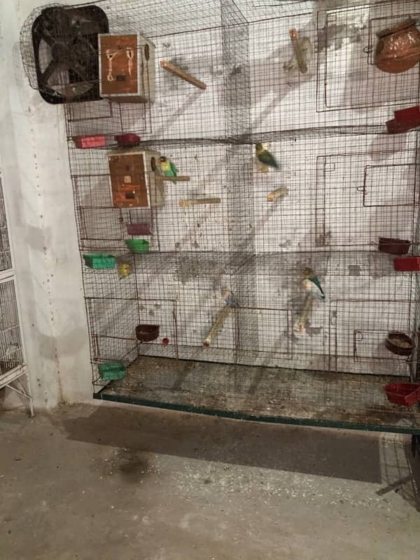 Love birds complete breeding setup 50 plus breeder birds cages boxes 13