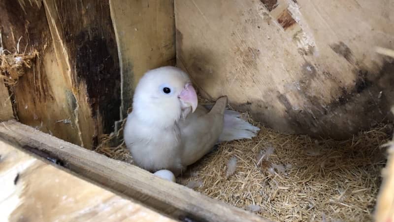 Love birds complete breeding setup 50 plus breeder birds cages boxes 15