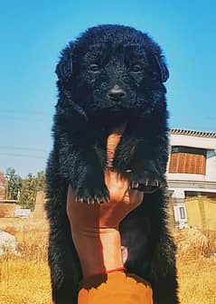 Black German Shepherd Double Coat Male For Sale