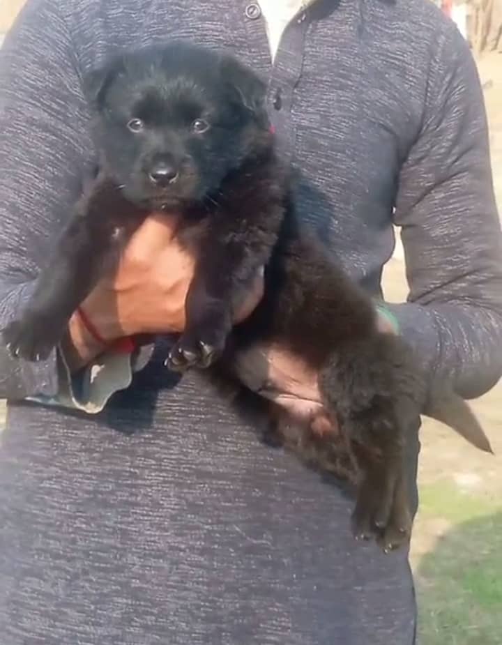 Black German Shepherd Double Coat Male For Sale 0