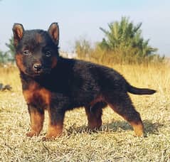 Black German Shepherd Double Coat Male For Sale