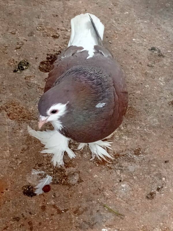 Sherazi pair and sliver mukhi male 0