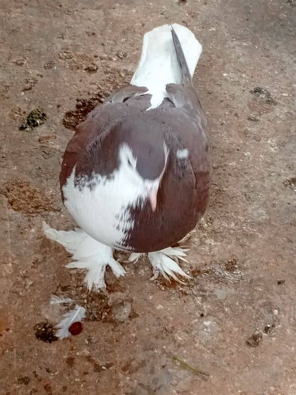 Sherazi pair and sliver mukhi male 1