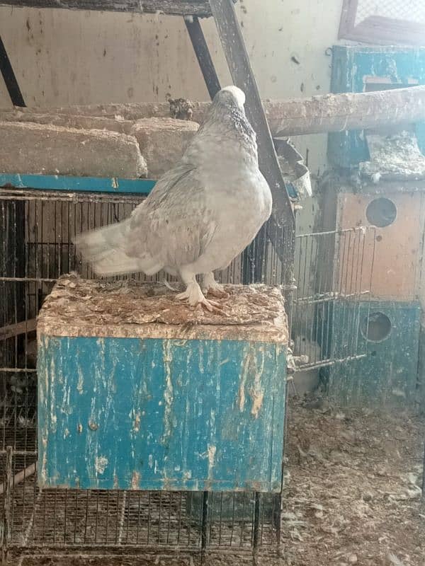 Sherazi pair and sliver mukhi male 6