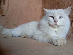 white cat