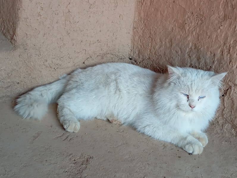 white cat 3