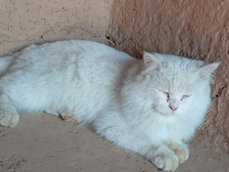 white cat 4