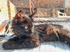 Black long hair kitten 4 week old (Mix/Domestic)