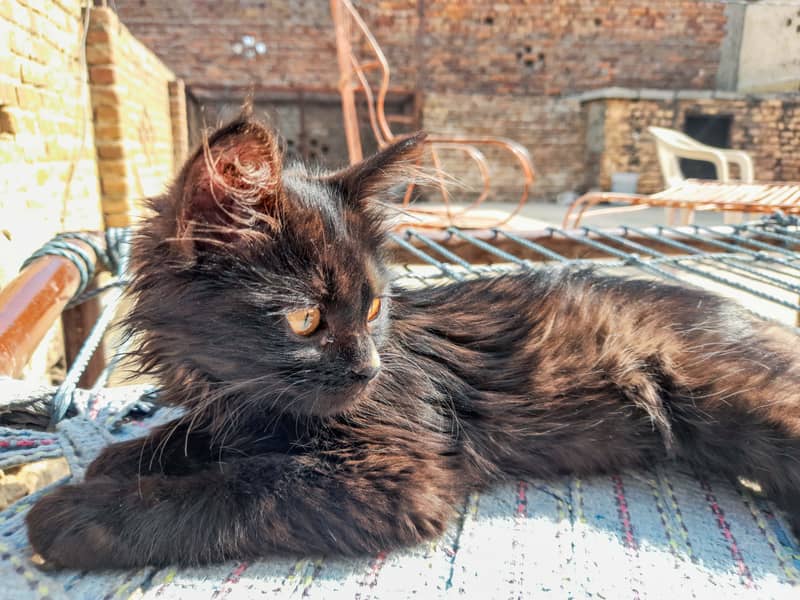 Black long hair kitten 4 week old (Mix/Domestic) 0