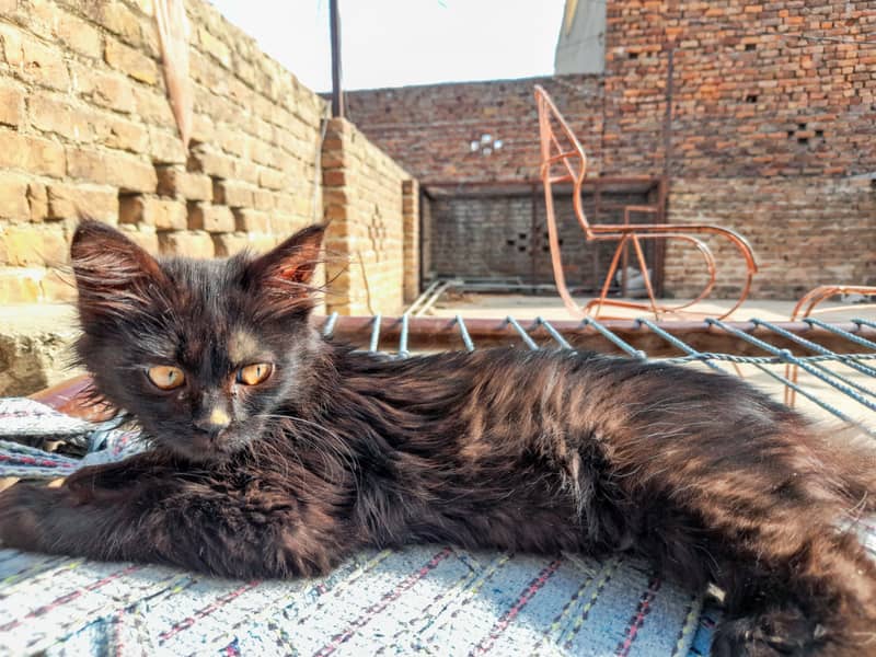 Black long hair kitten 4 week old (Mix/Domestic) 1