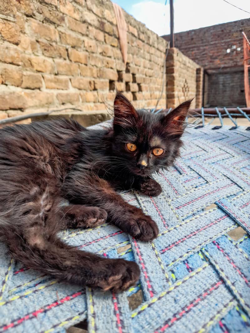 Black long hair kitten 4 week old (Mix/Domestic) 3