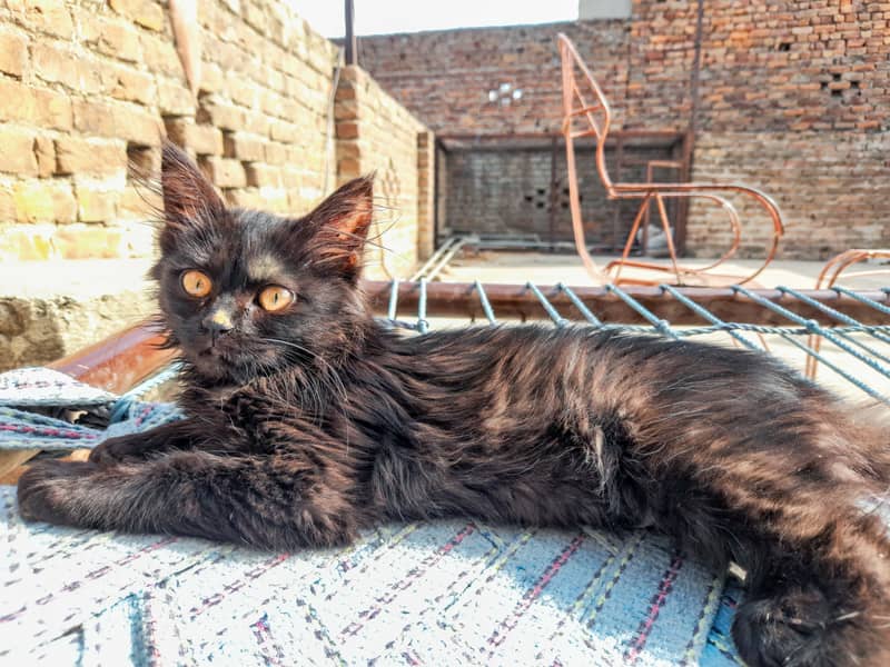 Black long hair kitten 4 week old (Mix/Domestic) 4