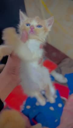 2 male paersian kitten 4 sale