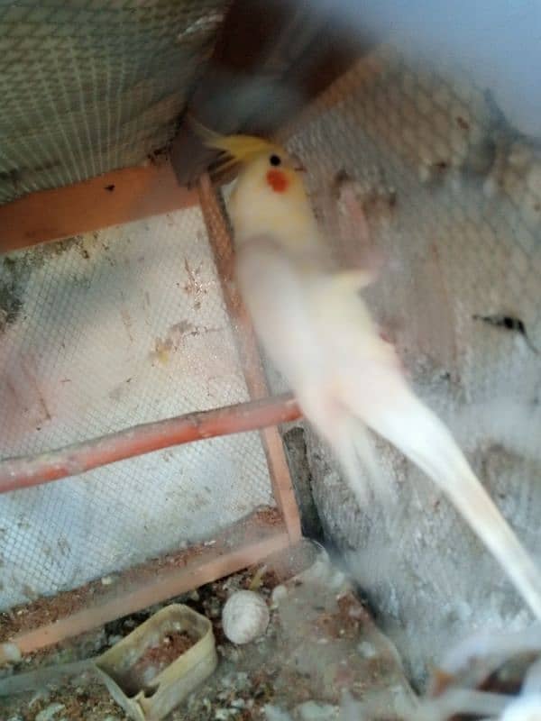 Cocktail and love birds breeder pairs forsale 0