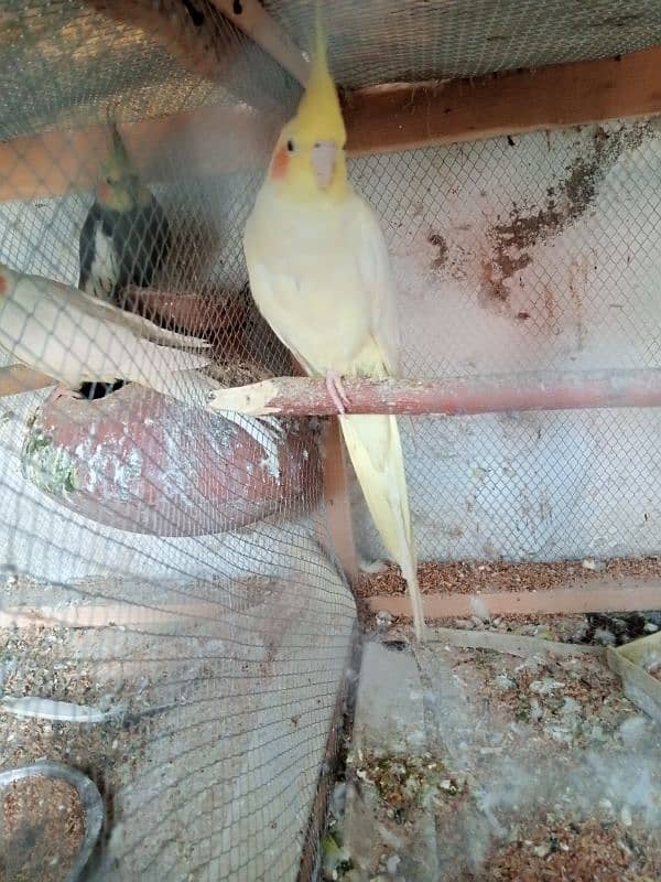 Cocktail and love birds breeder pairs forsale 1