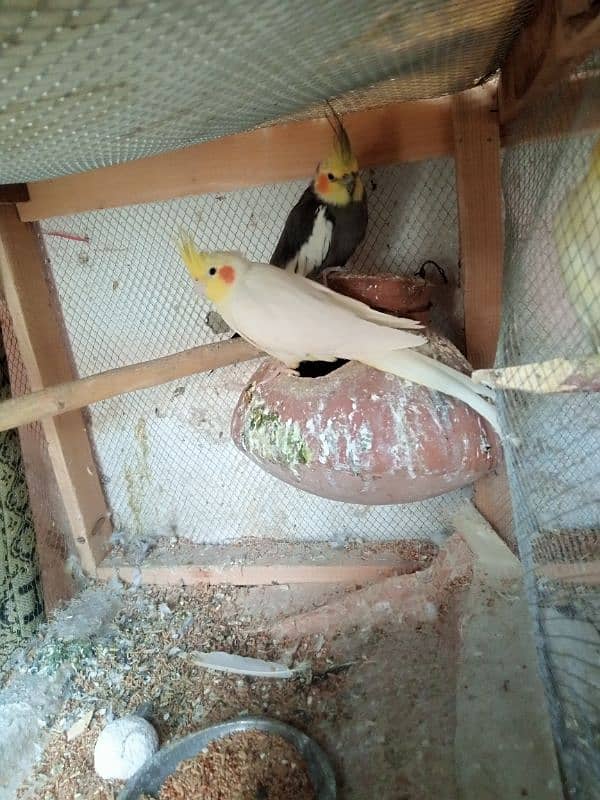 Cocktail and love birds breeder pairs forsale 2