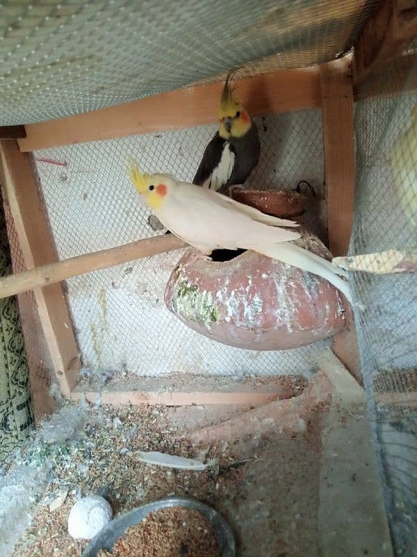 Cocktail and love birds breeder pairs forsale 3