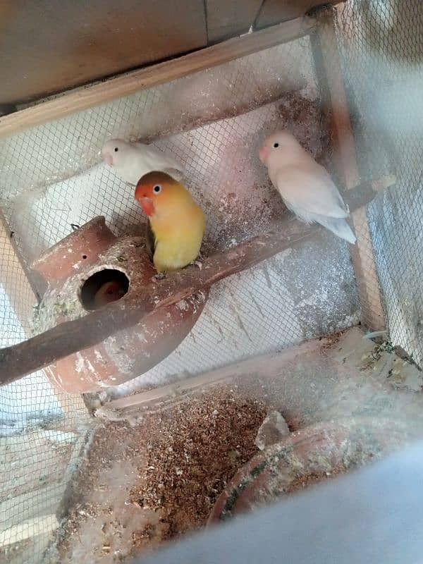 Cocktail and love birds breeder pairs forsale 5