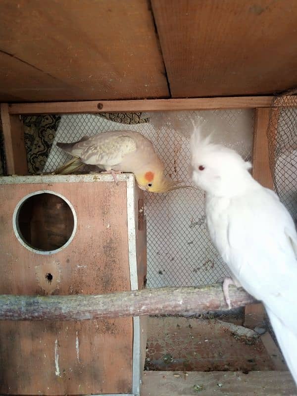 Cocktail and love birds breeder pairs forsale 6