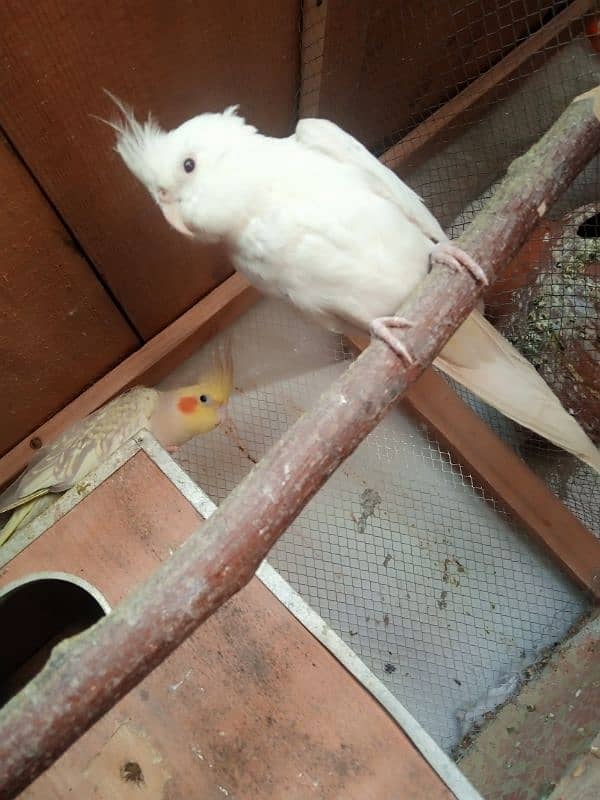 Cocktail and love birds breeder pairs forsale 7