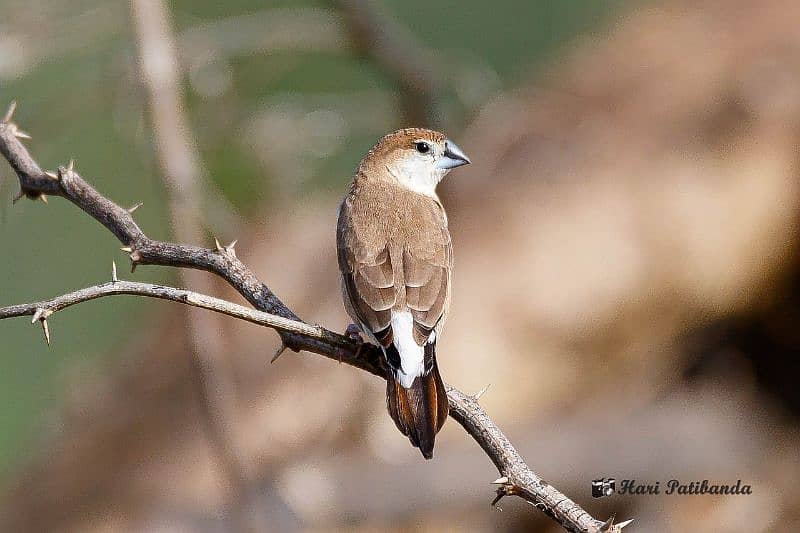 silver bill finch available for sale in lahore 1500 pair 0