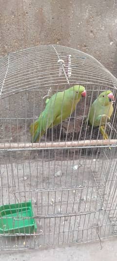 green parrot 2: Female