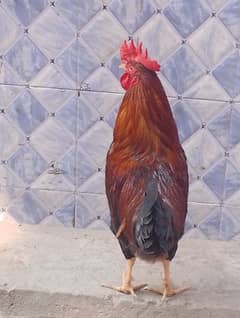 1 year cock mishri mishri murga