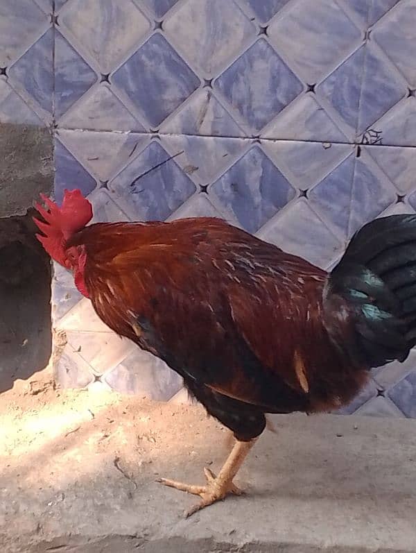 1 year cock mishri mishri murga 1