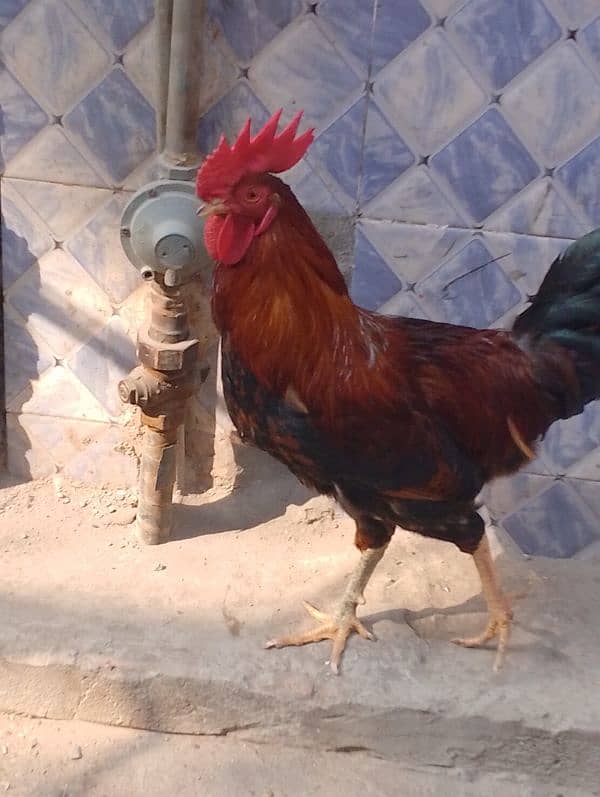 1 year cock mishri mishri murga 2