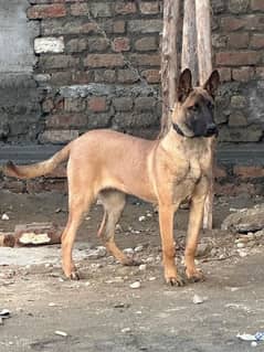 Belgian Malinois bitch