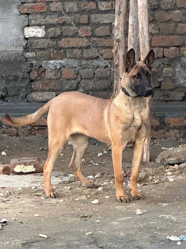 Belgian Malinois bitch 0