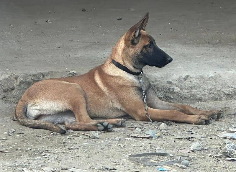 Belgian Malinois bitch 2