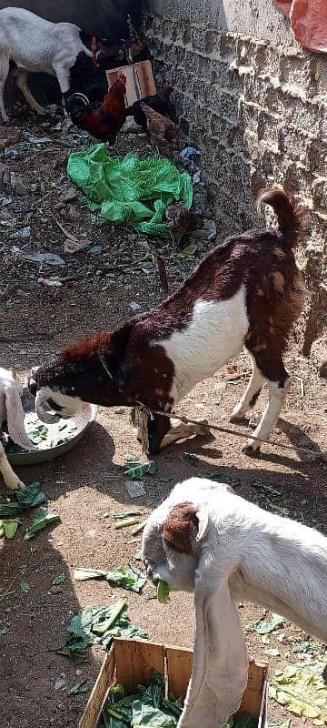 bakra 1