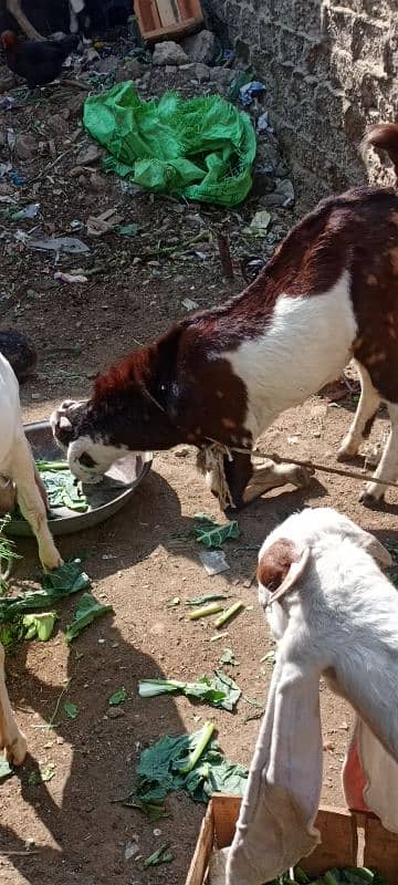 bakra 2