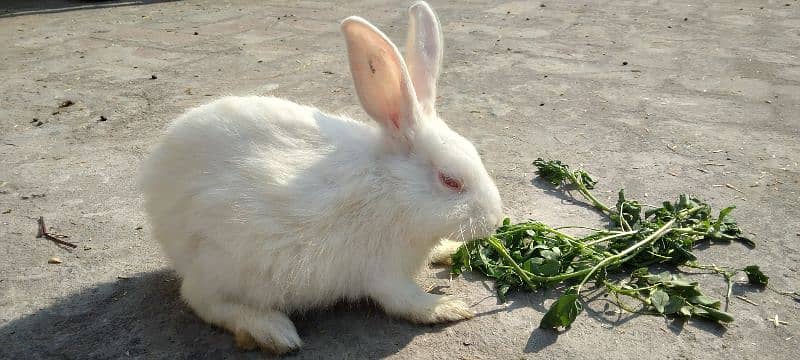 Rabbit Red Eye White Long Hair Angora-like Breeder Male and other 2