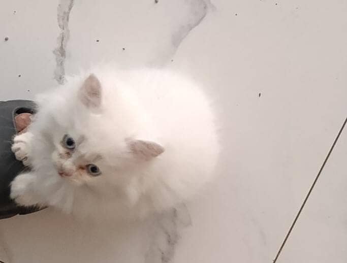 Persian Kitten 2 months old for sale 0