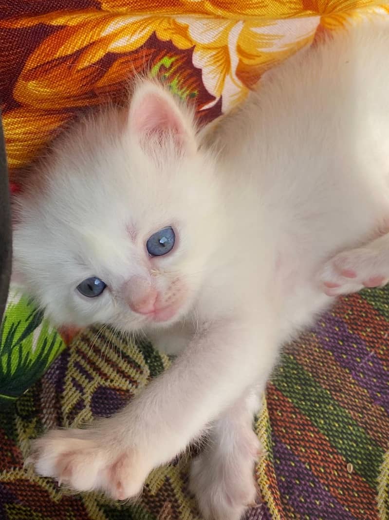 Persian Kitten 2 months old for sale 1