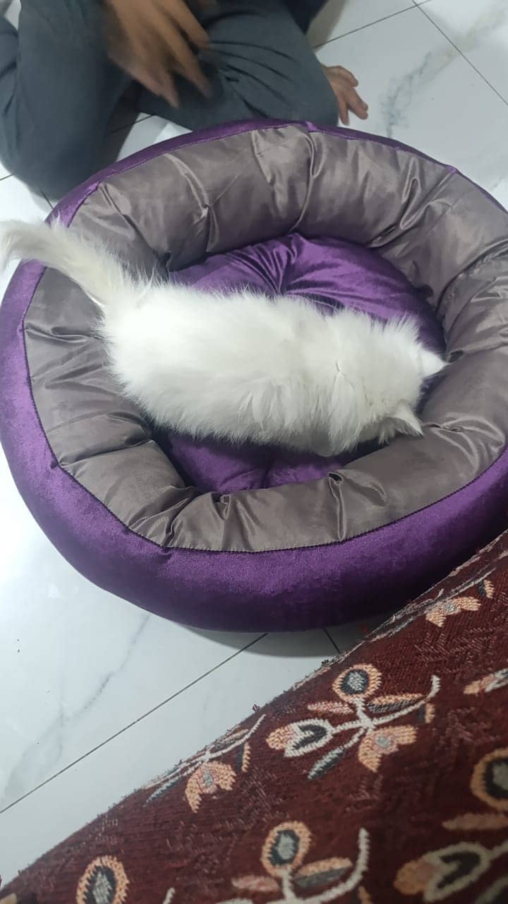 Persian Kitten 2 months old for sale 2