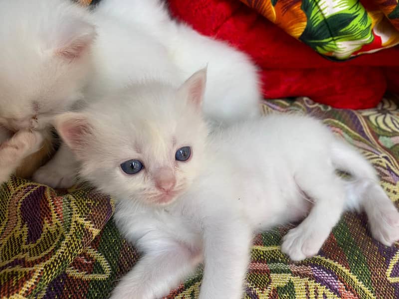 Persian Kitten 2 months old for sale 3