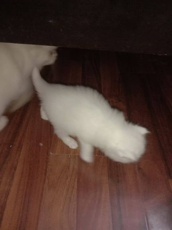 2 male kittens available for sale 1 for 15000 and 2 for 30000 1